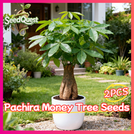 100% Legit 2pcs Fresh Pachira Money Tree Plant Seeds for Planting - Braided Money Tree Seeds Bonsai