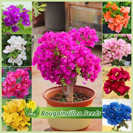 เมล็ดพันธุ์ ต้นเฟื่องฟ้าแคระ บรรจุ 70 เมล็ด สีผสม Bonsai Bougainvillea Seeds Flower Seeds for Planting บอนสี เมล็ดเฟื่องฟ้า เมล็ดดอกไม้ บอนไซ บอนสีหายาก ต้นไม้มงคล เมล็ดบอนสี ดอกไม้ปลูกสวยๆ ต้นบอนสี ไม้ประดับ ต้นไม้ฟอกอากาศ แต่งบ้านและสวน บอนสีราคาถูก