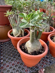 Adenium desert rose big root 大头富贵花 big pot real live plant free extra organic fertilizer 0.5kg free doorstep delivery