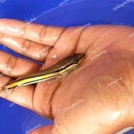 Bibit ikan gabus toman uk 9-10 cm
