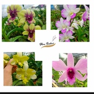 anggrek dendrobium seedling - paket 4 anggrek dendrobium