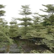 busida batik花葉雨傘樹 pokok doa bucida putih pokok tadah langit hiasan luar rumah halaman kebun bunga da