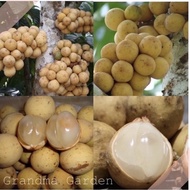 Pokok Dokong Hybrid ori