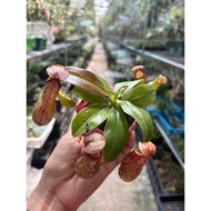 [Houseplant] N. ampullaria x ventricosa (Pitcher Plant) in 7cm Pot