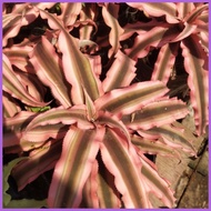 ✒ ◙ ⚾︎ PINK SNAKE PLANT/ Bromeliodes Cryptanthus PLANT FOR SALE