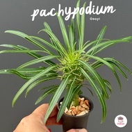 พาชีโพเดียม ลาเมอริไอ เกยี่ Pachypodium Lamerei Geayi ต้นปาล์มแห่งมาดากัสการ์ ไม้อวบน้ำ กุหลาบหิน Cactus&amp;Succulent