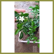 ✿ ◄ ☂ Orange Jasmine Kamuning sweet smelling fragrant live plant