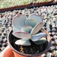 White Eyebrow Succulent New Variety Succulent Plant Rare Succulent Big Single Head in Good Condition