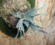 P.Willinckii cv Jewel Beetle series