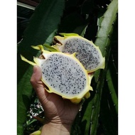 POKOK BUAH NAGA KUNING AAG GREENS