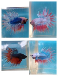 CTHM/CT/HM/Crowntail Betta/Pattern/Fancy/Colourful/Random/ikan laga/