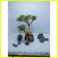 ✌ ☃ ◿ bonsai tree  for aquarium  good for  2.5 to 5 gal tank with free moss (random) no choose for