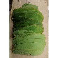 60 ++ DAUN GELENGGANG SEGAR 对面叶