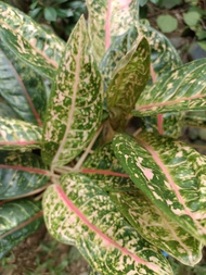 doña carmen aglaonema ( pink moon or red moon) real and live plants, uprooted.