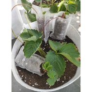 Non-Woven Seedling Bag 7X9 Fertilizer