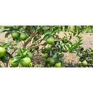 1kg Limau Bali Madu Kulit Nipis