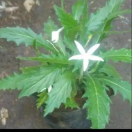 Kitolod Herbal Plant / Natural Herbal Plant203 ready ak