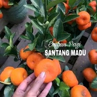 Bibit Jeruk Santang Madu Dengan Rasa Buah Yang Manis Siap Kirim