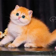 伊宠【签合同包90天】英短金银渐层纯种蓝金小奶猫英国短毛猫宠物活体 英国短毛猫