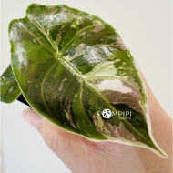 🇸🇬 Pompipiplants | Alocasia Variegated 锦斑海芋: Azlanii Pink, Silver Dragon Albo, Regal Shields Albo