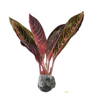 Tanaman Hias Aglonema Pride of Sumatra Aglonema Red Ukuran Remaja