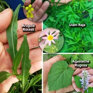 Biji Benih Seed 种子/ Ulam Raja Cosmos Caudatus/ Roket Arugula Rocket/ Agastache Rugosa Korean Mint  帝