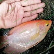 paket indukan gurame padang ukuran 4- 5 jari isi 5 ekor