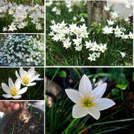 บัวดิน สีขาว (Zephyranthes grandiflora) 20 หัว/ชุด ชื่ออื่นๆ ว่านขุนแผนสะกดทัพ บัวจีน บัวฝรั่ง บัวสวรรค์