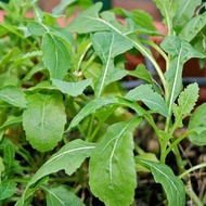 30pcs Seed Arugula Rocket Wasabi Horseradish Vege Biji Benih Sayur 保健芥末种子