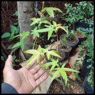 Pohon Green Maple/ Pohon Maple Hijau [Telarisibetseller Iterbaru]