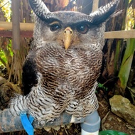 owl ,burung hantu, bubo Sumatranus 