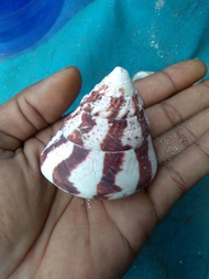 cangkang kelomang trochus - hiasan aquascape - rumah kelomang - bahan kerajinan