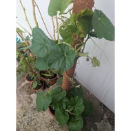 Eco Coco Peat (Disk)