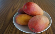 【蜜桃般入口即化 西施芒果 12顆裝】吃不到纖維的細緻美味 芒果博士獨家栽種！