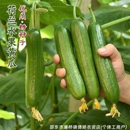 现货荷兰水果黄瓜种子大全无刺小黄瓜水果瓜种籽原装种子大全Dutch fruit cucumber seeds Daquan unspiny gherkin20260504