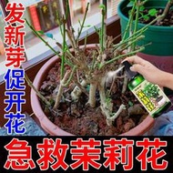 ⑧比🎏有機肥 花肥 開花肥 肥料 氮磷鉀 磷鉀肥 磷酸二氫鉀 茉莉干枯營養液專治茉莉黃葉黑葉不開花僵苗生長慢茉莉花專用