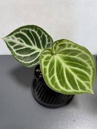 銅鑼燒花燭