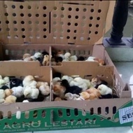 Doc Anak Ayam Kampung Joper 1 Box