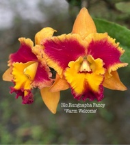 [Có bảo hành] cattleya rungnapha fancy chậu f12 cây trưởng thành chuẩn hoa dể trồng dể ra hoa