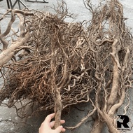 Whole Forest Root Driftwood 200G | Root Driftwood Setup Aquarium | Duong Root Design Semi-Shallow Layout, Layout Wall With Shell