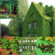 ชุดพร้อมปลูก ต้นไม้เลื้อย บอสตันไอวี่ 50 เมล็ด (boston ivy/ creepers)Climbing Plant ไม้เลื้อย ต้นไม้