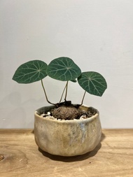 藍葉山烏龜 柴燒茶碗