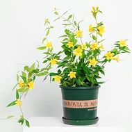 French Perfume Jasmine Potted Plant Fragrant Flower Balcony Courtyard Cold-Resistant Climbing Vine P