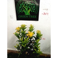Ixora Assorted Colour Live Plant