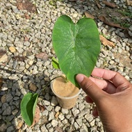 Colocasia Pink Gold Coral | JPlan