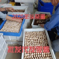 Turtle Eggs Sperm Hatchable Hatchable Grass Turtle Eggs Snapping Turtle Eggs Turtle Eggs Brazilian T