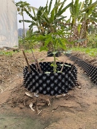 Bầu ươm cây V6 tặng kèm ốc vít 5 met cao 50cm