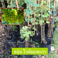 ต้นองุ่น พันธุ์ไวท์มะละกา Grape ส่งฟรี เพาะเเบบตอขุดล้อม ช่อใหญ่ยาว การติดผลดีผลมีสีเหลืองอมเขียว รสหวาน  (รับประกันสินค้าฟรี)