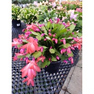 Christmas cactus/Schlumbergera truncata/ Thanksgiving cactus /holiday cactus /crab cactus/CNY flower