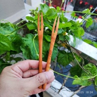 Longan Wood Plate – Length 15cm, Width 1cm